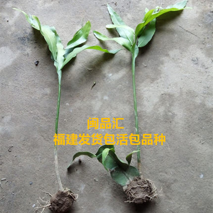 昙花苗室内阳台庭院植物绿色盆栽花卉月下美人 开花较快
