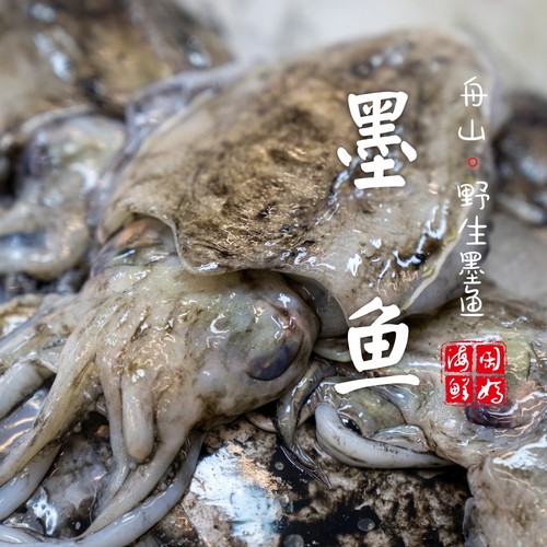 墨鱼1斤2只款/1斤3只款按斤卖