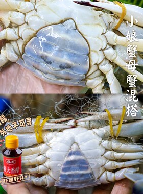 【保鲜不保活】闹妈舟山鲜梭子蟹小娘蟹 3两左右/只 3斤装