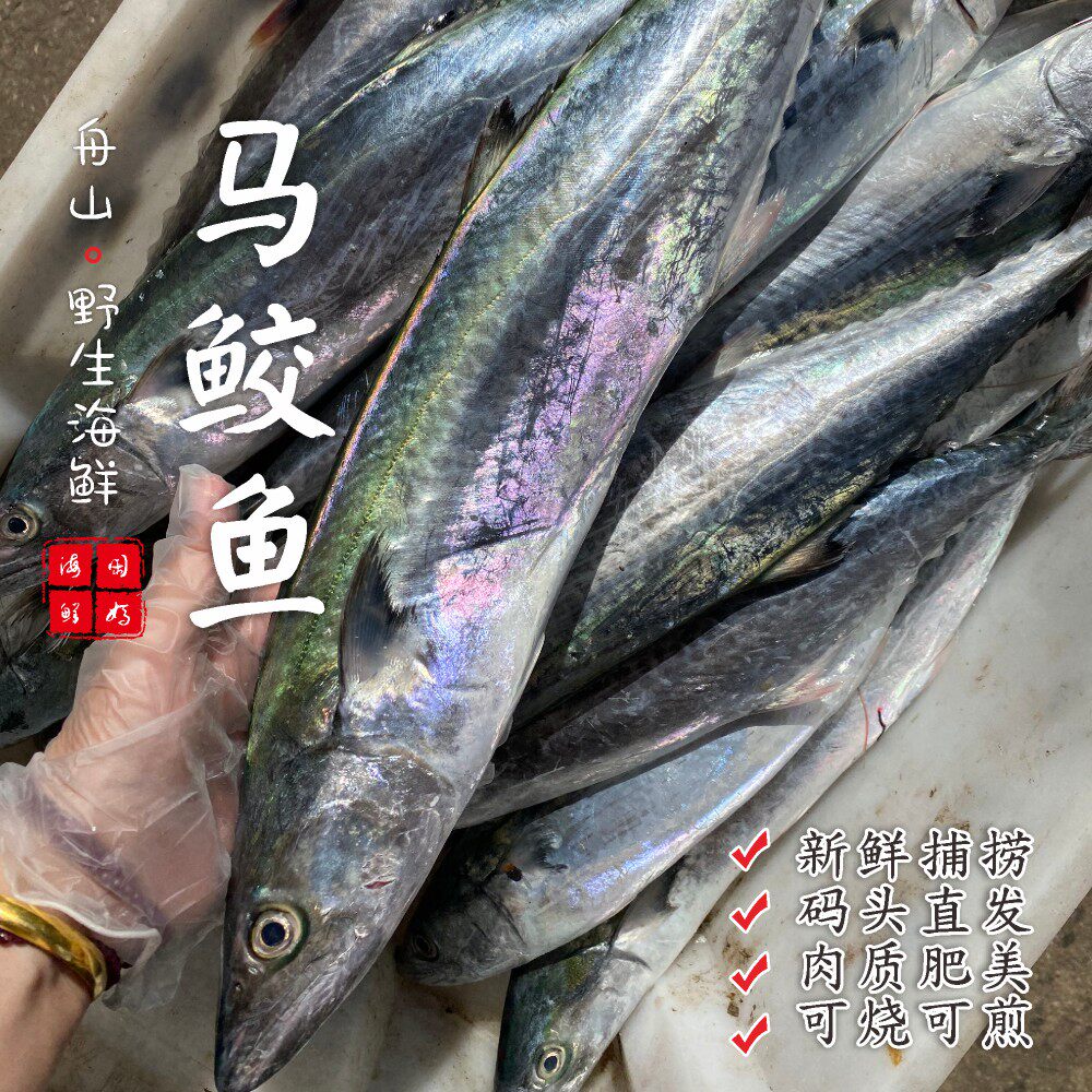 【闹妈海鲜】[鲜冻]舟山海捕新鲜马鲛鱼 各种规格