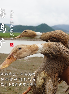 闹妈优选】海岛滩涂原生态放养海鸭子麻鸭 2年头 江浙沪包邮