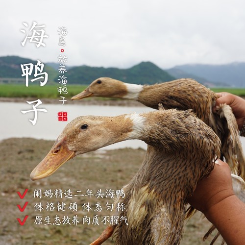 海岛滩涂原生态放养海鸭子麻鸭