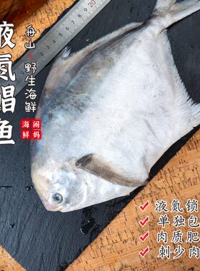 【闹妈】[鲜冻]舟山海捕大鲳鱼1条8-9两/9两-1斤/1斤以上等按条卖