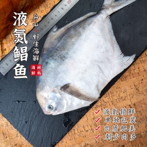 【闹妈】[鲜冻]舟山海捕大鲳鱼1条8-9两/9两-1斤/1斤以上等按条卖