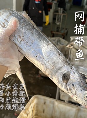 【闹妈】[热气]舟山网捕带鱼大带鱼顶带 各种规格