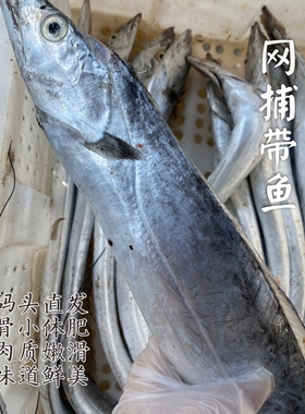 【闹妈】[鲜冻]舟山东海捕捞油带鱼  按条卖【会有破肚现象】