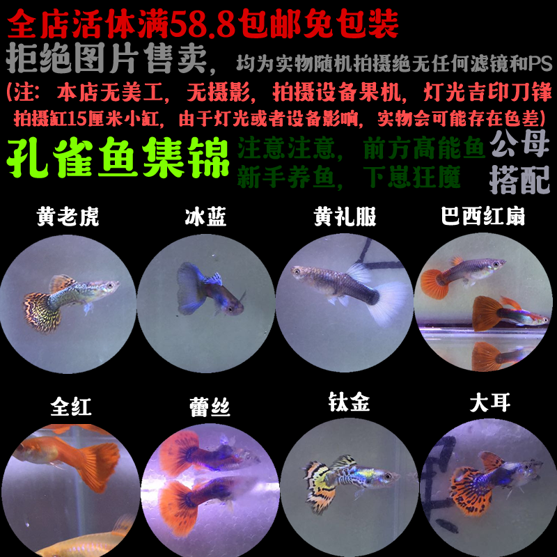 孔雀鱼新手下崽狂魔蕾丝巴西红冰蓝黄礼服全红热带鱼小型鱼鱼缸|msdalam kategori haiwan peliharaan/makanan haiwan dan bekalan, Aquarium World, ikan - dari Buy2taobao.com untuk memberikan perkhidmatan ejen Taobao profesional membeli