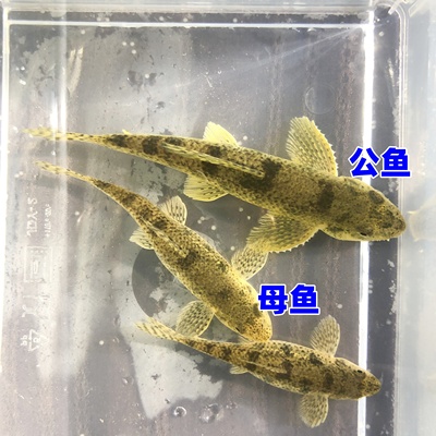 棒花鱼中华鼠鱼黄尾黄鳍清洁除藻底栖翻沙王水族活体淡水清道夫