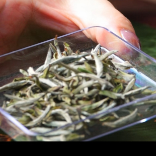 白琳产区雪后初霁银针20克