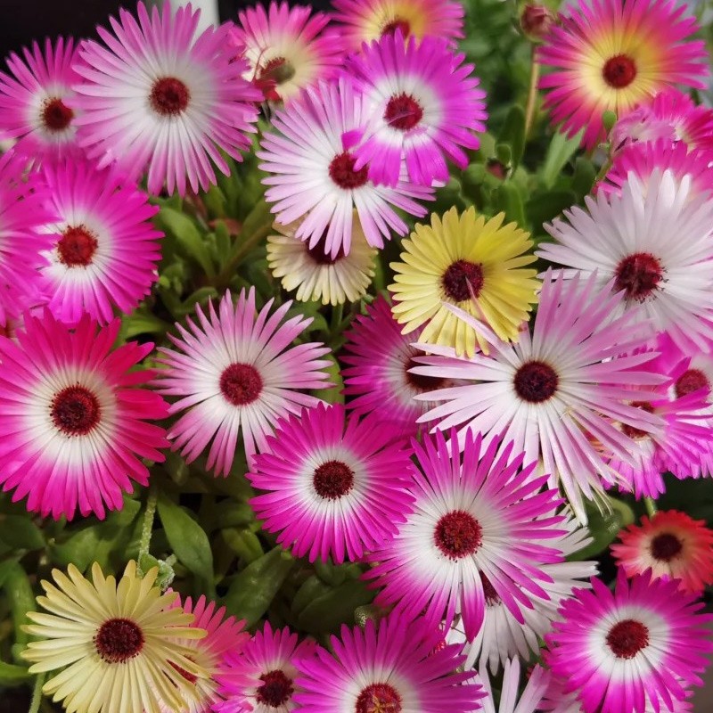 美丽日中花混色1500粒