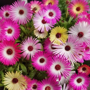 美丽日中花混色1500粒 花草 四季可播 易种 室内阳台盆栽花卉花籽