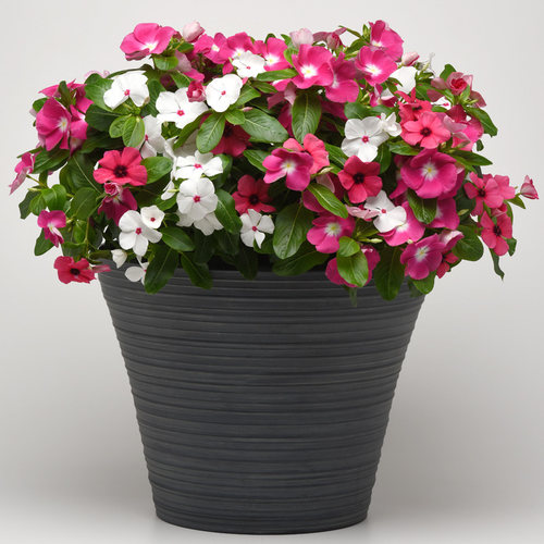 进口长春花种子满19元包邮