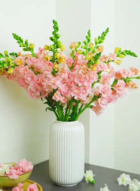 进口切花金鱼草种子乙女星春季秋季播种花园室内阳台盆栽花卉种子