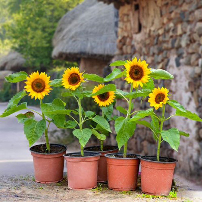 矮向日葵春季种子 花草秋季 四季可播易种盆栽花卉花籽 一袋15粒