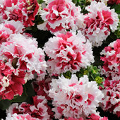 进口重瓣矮牵牛种子双瀑布春季 花卉籽 播室内易种好养阳台盆栽四季