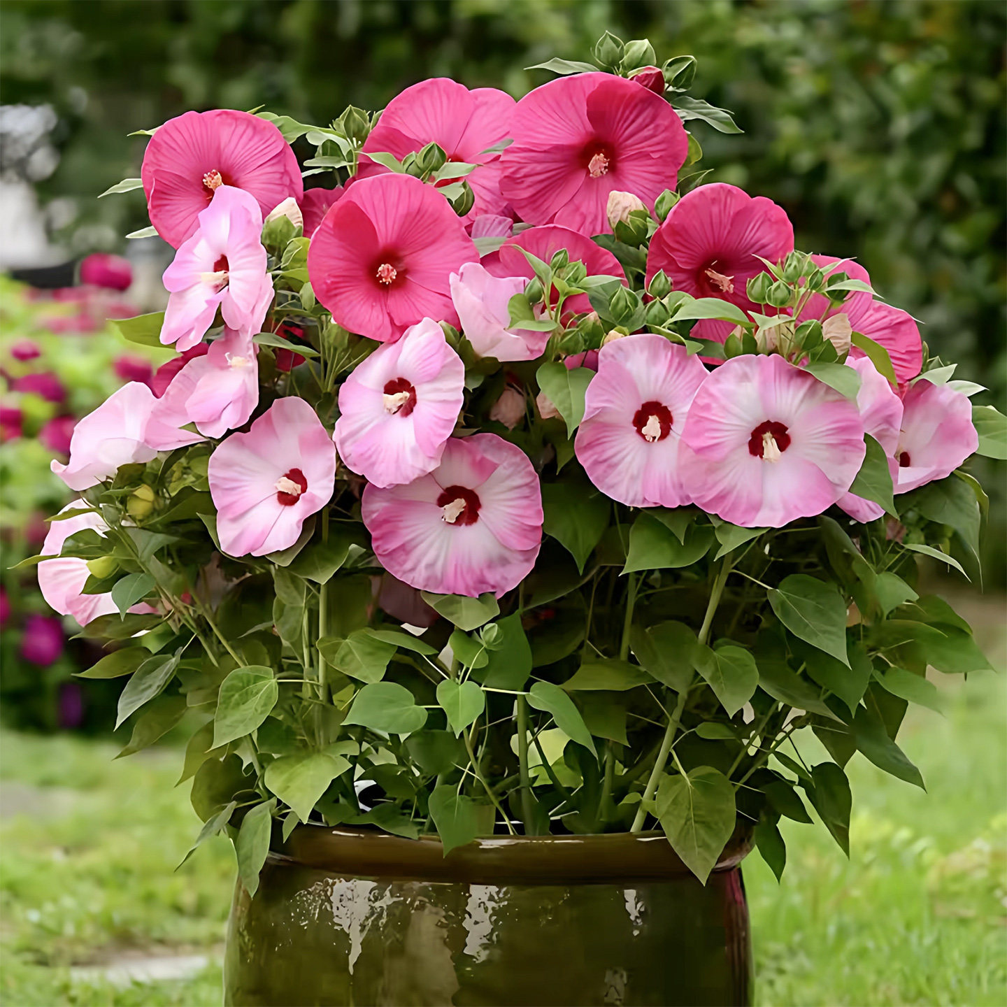 大花芙蓉葵种子60粒 春秋播耐寒多年生宿根室外花坛花境易活 花籽,鲜花速递/花卉仿真/绿植园艺,家庭园艺种子,淘宝优惠券,粉丝福利购,淘宝优惠卷