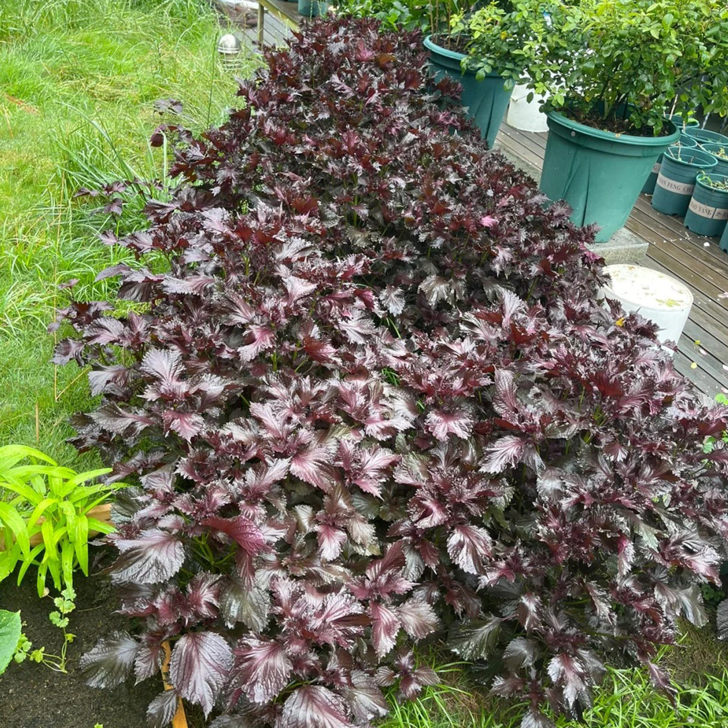 紫苏种子500粒苏子叶春季室外好养易种室内阳台播种盆栽 蔬菜种子