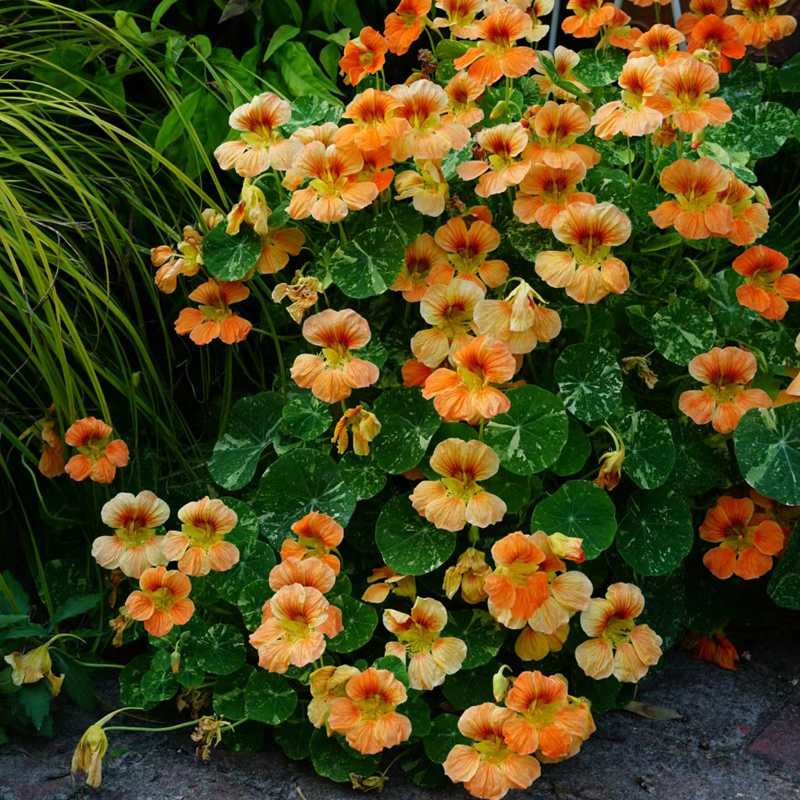 进口旱荷种子满19元邮