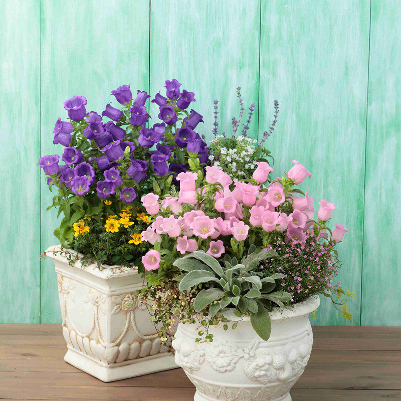 进口风铃花种子 春季秋季播 室内阳台盆栽易种室外花草花种子花籽