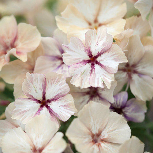 进口福禄考种子焦糖布丁系列