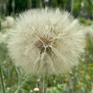巨型蒲公英种子 婆罗门参花园露台春季秋季容易播种好养 花卉种子