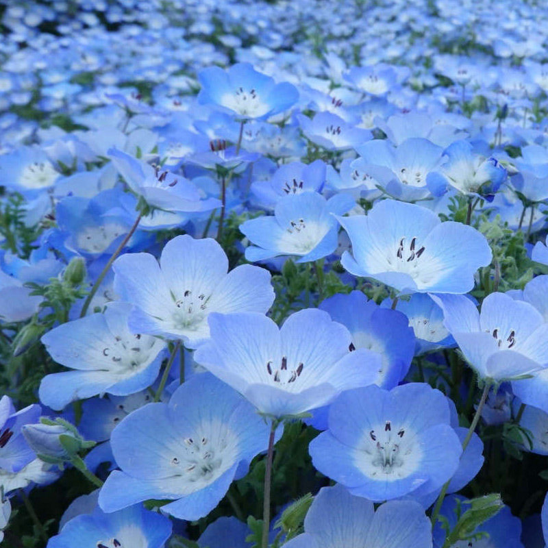 喜林草种子 春季秋季室外花园露台播种四季室内易种盆栽 花卉种子