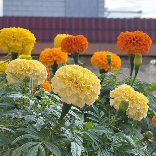 万寿菊种子300粒花海种籽