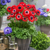 进口重瓣银莲花种子和谐系列室内阳台多年生春季 易播花卉种籽 秋季