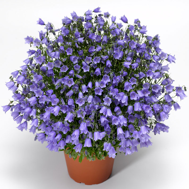 进口风铃花种子摇摆风铃系列春秋四季播种室内阳台室外花园好管理