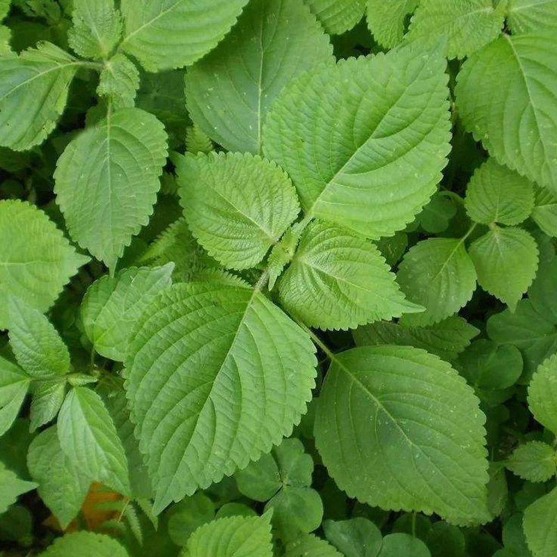 绿苏子种子紫苏子叶春季菜籽室外好养易种室内阳台种盆栽蔬菜种子