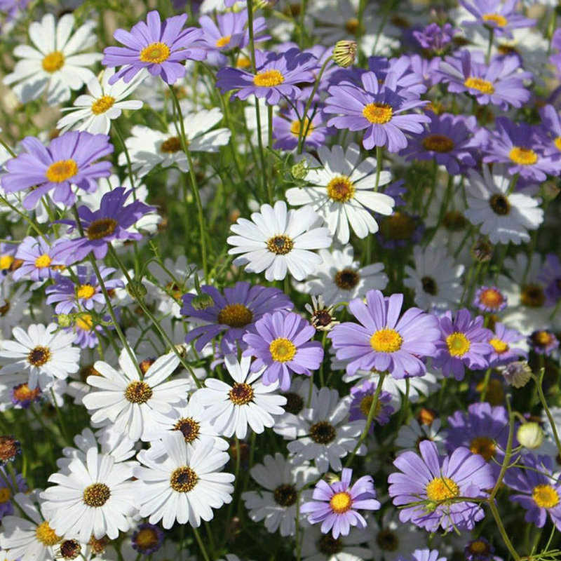 五色菊种子 花草植物 易种庭院室内阳台种盆栽花卉种子 一袋30粒