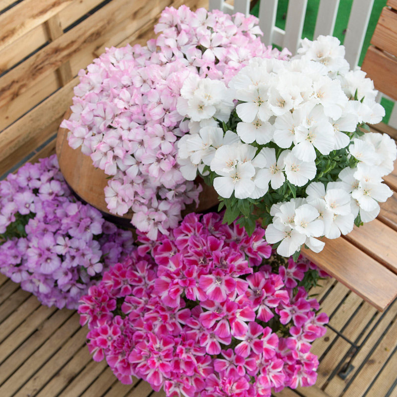 进口古代稀种子 华丽锦缎系列 春季室内阳台盆栽好养易种花卉种子,鲜花速递/花卉仿真/绿植园艺,家庭园艺种子,淘宝优惠券,粉丝福利购,淘宝优惠卷