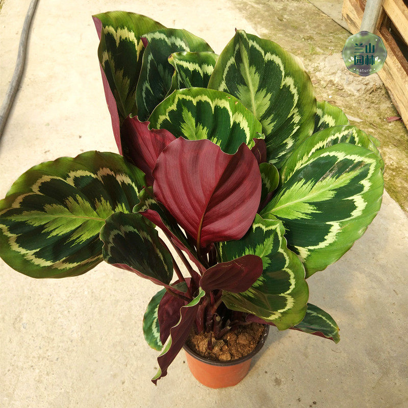 彩虹竹芋红美丽罗莎观叶植物喜阴绿植室内盆栽桌面土培净化空气