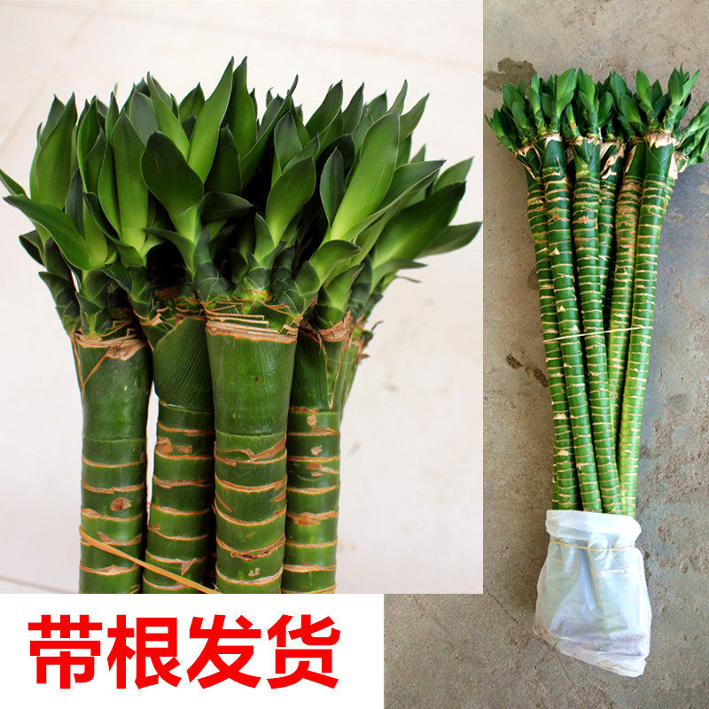 多芽龙竹平安竹带根罗汉富贵竹水培办公室内桌面绿植净化空气包邮