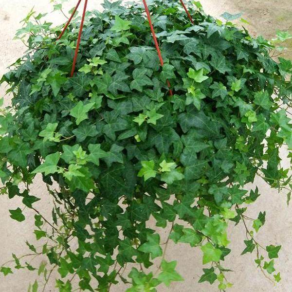 常春藤室内喜阴绿植垂吊植物除甲醛净化空气常青藤盆栽水培办公桌