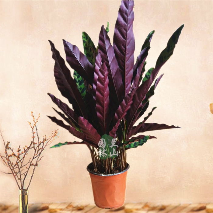 猫眼竹芋豹纹彩虹观叶植物桌面