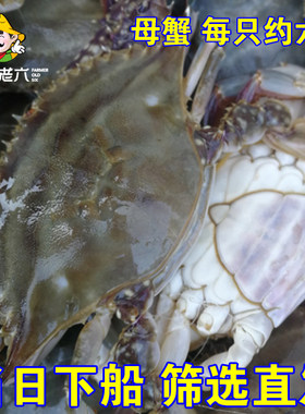 渤海海鲜海蟹黄蟹梭子蟹大螃蟹