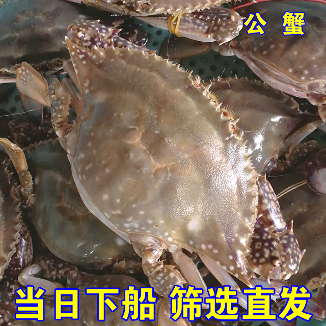 渤海梭子蟹螃蟹海鲜蟹
