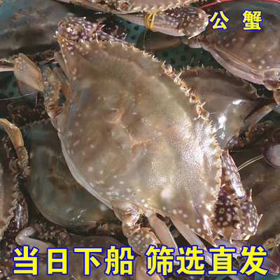 渤海梭子蟹螃蟹海鲜蟹