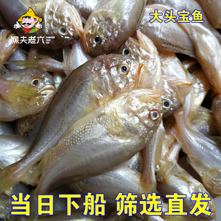 渤海兴城鲜活海鱼大头宝鱼梅童鱼新鲜黄鱼小眼鱼梅子鱼500g
