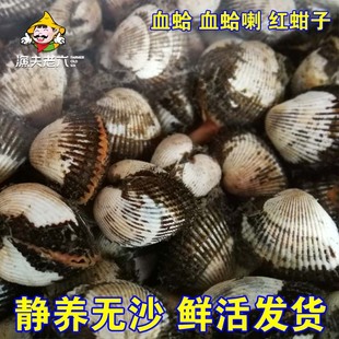 渤海野生海捕鲜活毛蚶子红蚶子红哈红蛤蜊毛蛤蜊血蛤血蛤蜊