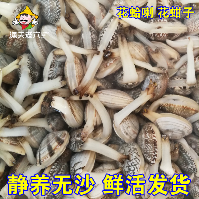 渤海海鲜新鲜花蛤蜊花蚬子鲜活花甲鲜活蚶子鲜活渔夫老六