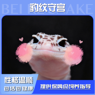 豹纹守宫蜥蜴活体宠物幼苗无毒温顺异宠小型懒人爬宠学生入门宠物