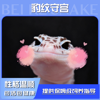 豹纹守宫蜥蜴活体宠物幼苗