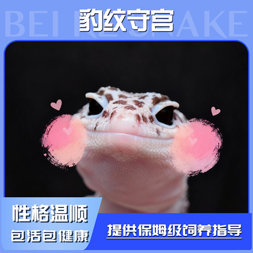 豹纹守宫蜥蜴活体宠物幼苗