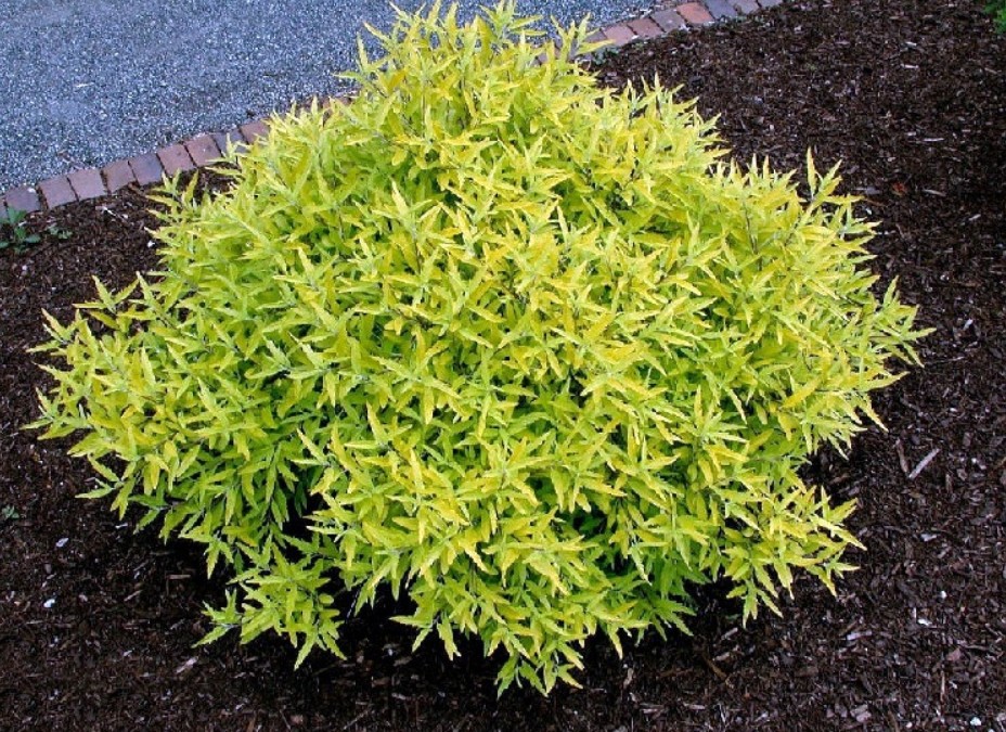 花叶莸 夏日冰沙 金叶莸 花灌木植物 多年生落叶盆栽花苗花镜小苗