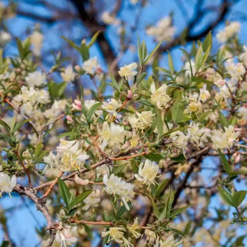 郁香忍冬:帕克斯顿浓香花灌木庭院花园植物耐寒耐热南北适合绿植,鲜花速递/花卉仿真/绿植园艺,观叶 /花灌木,淘宝优惠券,粉丝福利购,淘宝优惠卷