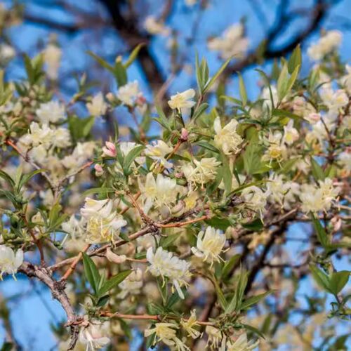 郁香忍冬:帕克斯顿浓香花灌木庭院花园植物耐寒耐热南北适合绿植