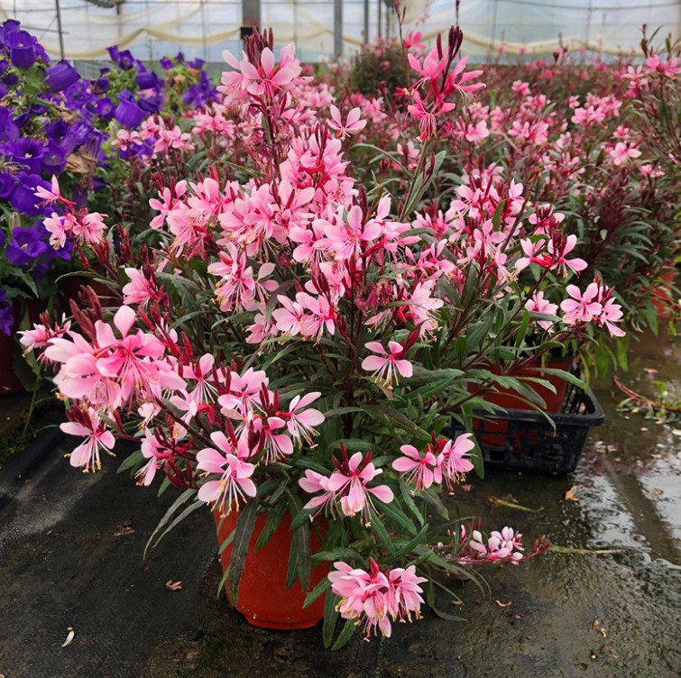 紫叶千鸟花盆栽 山桃草室外庭院花园花镜植物 花卉多年生宿根小苗
