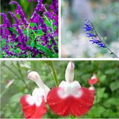 庭院花镜植物紫白绒蓝色鼠尾草